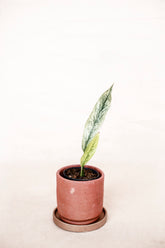 Rhaphidophora megasperma superstar sp sumatra